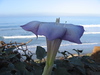 Ponto Beach, Carlsbad