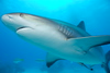 Caribbean reef shark, Granda Bahama.