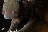 Moray Eel