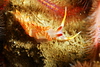 Stearns' Aeolid (Austraeolis stearnsi) and spiny brittle stars (Ophiothrix spiculata)