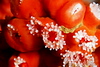 Strawberry anemones (Corynactis californica)