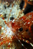 Coonstripe Shrimp