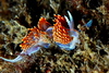 Hermissenda crassicornis on the deck of the Ruby E in San Diego's Wreck Alley