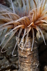 Tube-dwelling Anemone (Pachycerianthus fimbriatus)