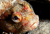 Sarcastic Fringehead (Neoclinus blanchardi)