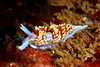 Hermissenda crassicornis at Broomtail Reef off Pt. Loma