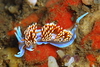 Hermissenda crassicornis at Broomtail Reef off Pt. Loma