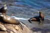 La Jolla Shores and Cove : 