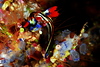 Bali 2009 Nudibranchs : 