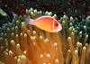 Bali 2009 Fish and other creatures : 